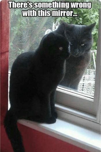 Name:  mirrorxd.jpg
Views: 418
Size:  30.9 KB