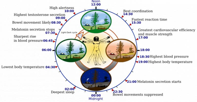 Name:  800px-Biological_clock_human.svg.jpg
Views: 321
Size:  48.9 KB