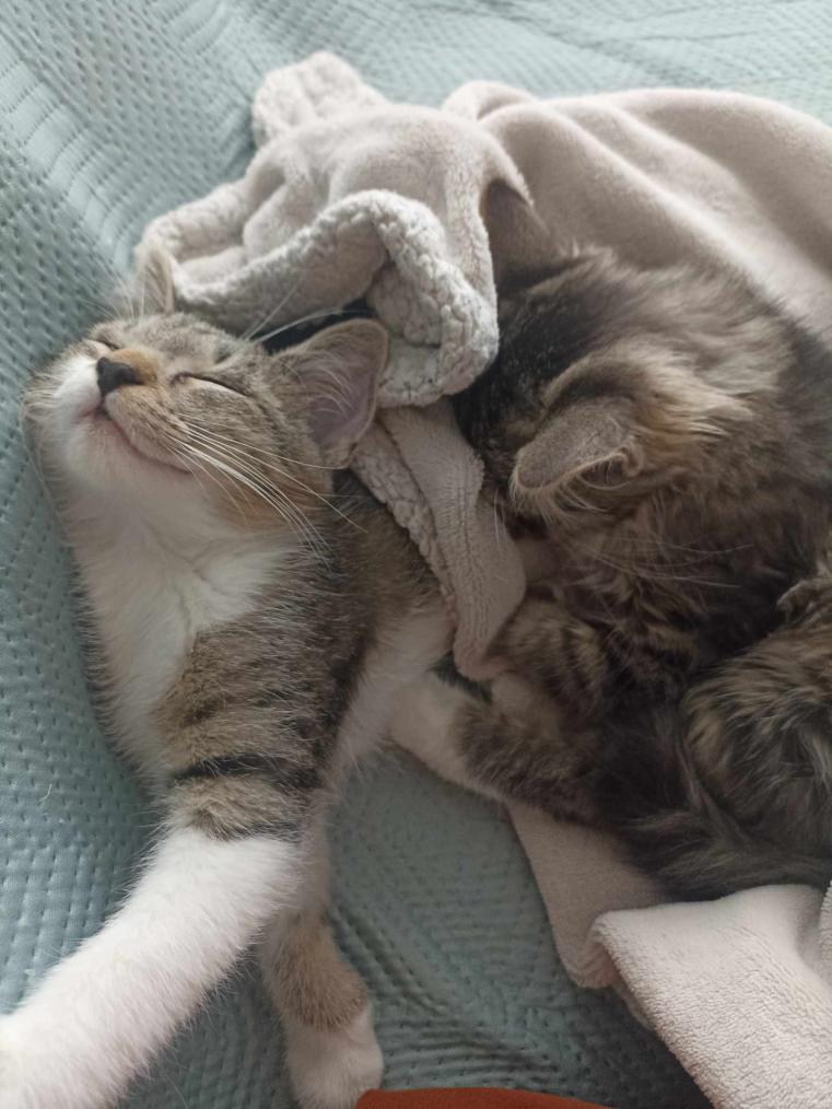 Name:  387471993_636470611972434_5586766337988268429_n.jpg
Views: 95
Size:  90.3 KB