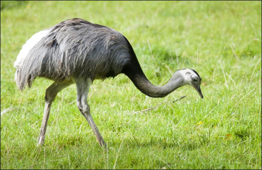 Name:  DZG_Adopt_Rhea1-1-1200x779.jpg
Views: 39
Size:  99.7 KB