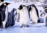 Name:  200w(1).gif
Views: 71
Size:  929.9 KB