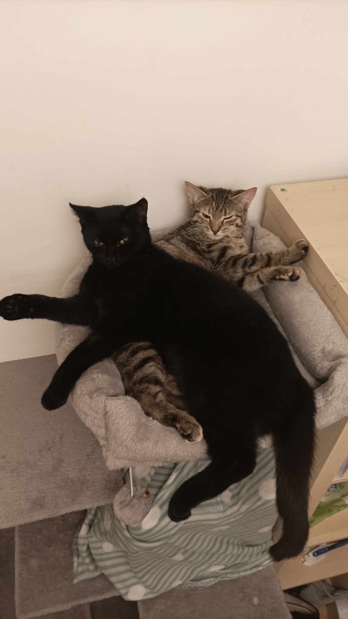 Name:  received_2379336652272059.jpeg
Views: 95
Size:  86.8 KB