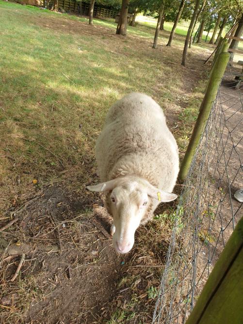 Name:  20210926_133137.jpg
Views: 1048
Size:  97.3 KB