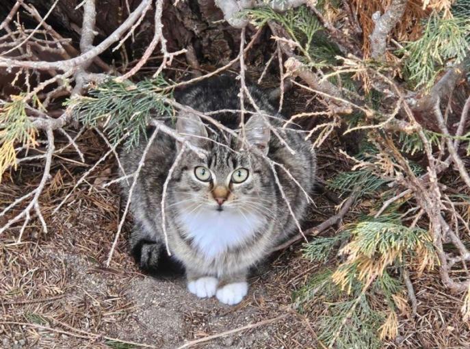 Name:  kotek.jpg
Views: 61
Size:  100.9 KB