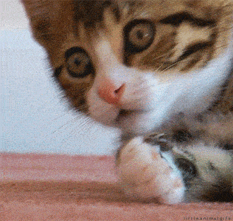 Click image for larger version.&nbsp;

Name:	shockcat2.gif&nbsp;
Views:	79&nbsp;
Size:	934.7 KB&nbsp;
ID:	26851