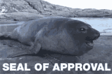 Name:  seal-approval.gif
Views: 88
Size:  243.7 KB
