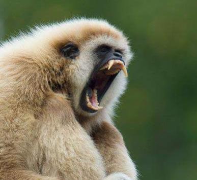 Name:  gibon.jpg
Views: 58
Size:  19.9 KB