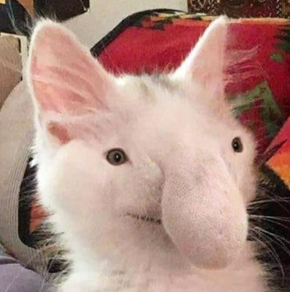 Name:  Nosaczkotekduży.jpg
Views: 60
Size:  73.6 KB