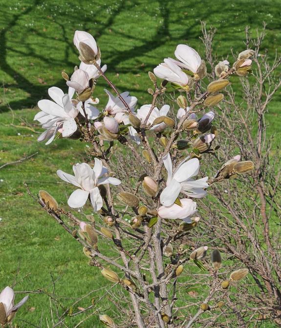 Name:  kwiaty.jpg
Views: 95
Size:  99.7 KB