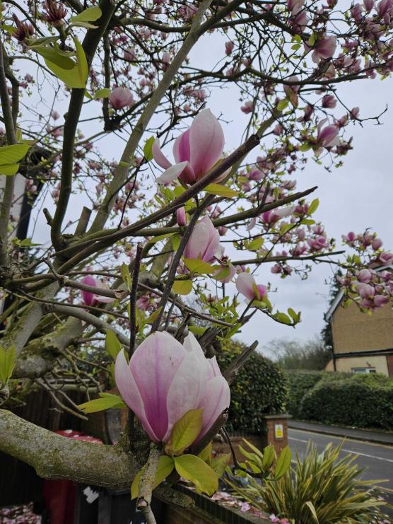 Name:  20240322_131622.jpg
Views: 72
Size:  101.9 KB