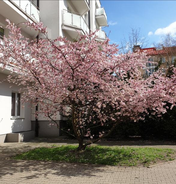 Name:  Screenshot_20240324-114256_Gallery.jpg
Views: 65
Size:  98.6 KB