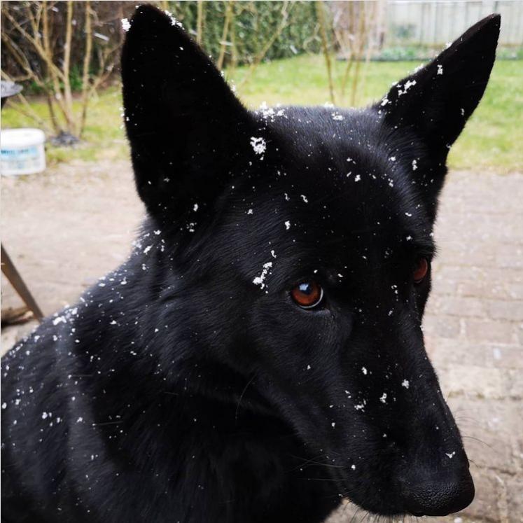 Name:  Dog.jpg
Views: 331
Size:  68.2 KB