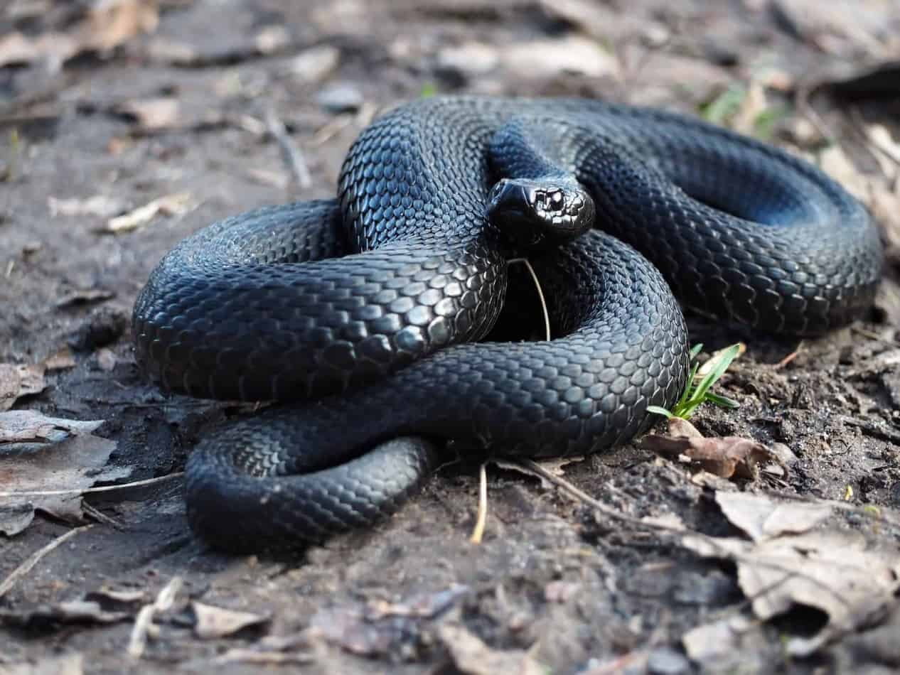 Name:  black-snake-113_48_33_.jpg
Views: 218
Size:  72.6 KB