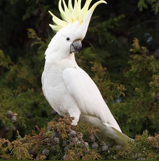 Name:  images.jpeg
Views: 198
Size:  32.2 KB