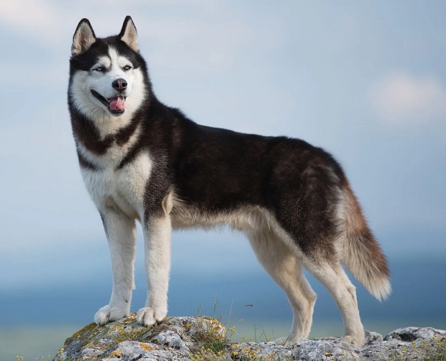 Name:  siberianhusky00034.jpg
Views: 158
Size:  81.1 KB