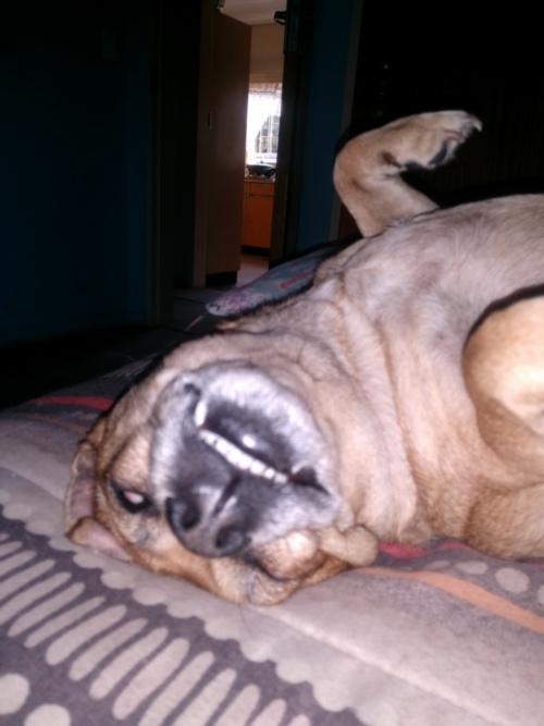 Name:  nandi.jpg
Views: 182
Size:  86.4 KB