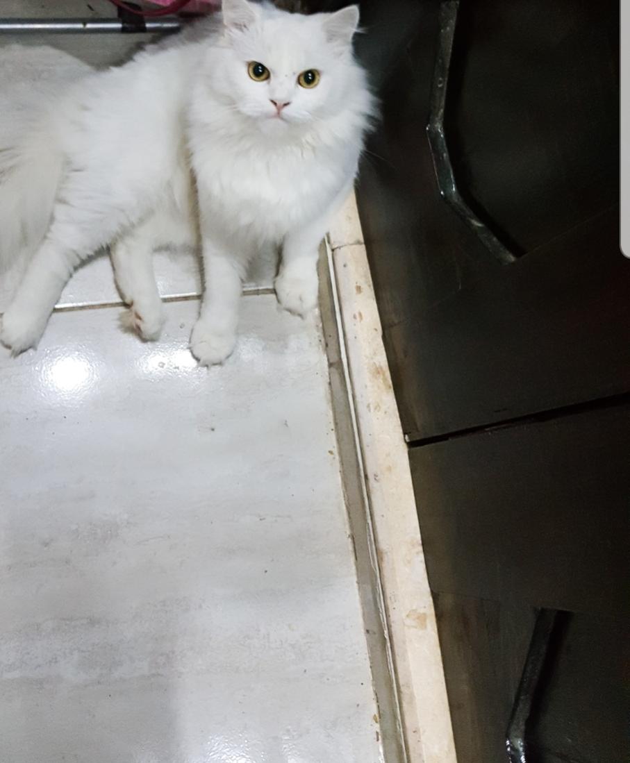 Name:  Screenshot_-_Gallery.jpg
Views: 94
Size:  73.1 KB