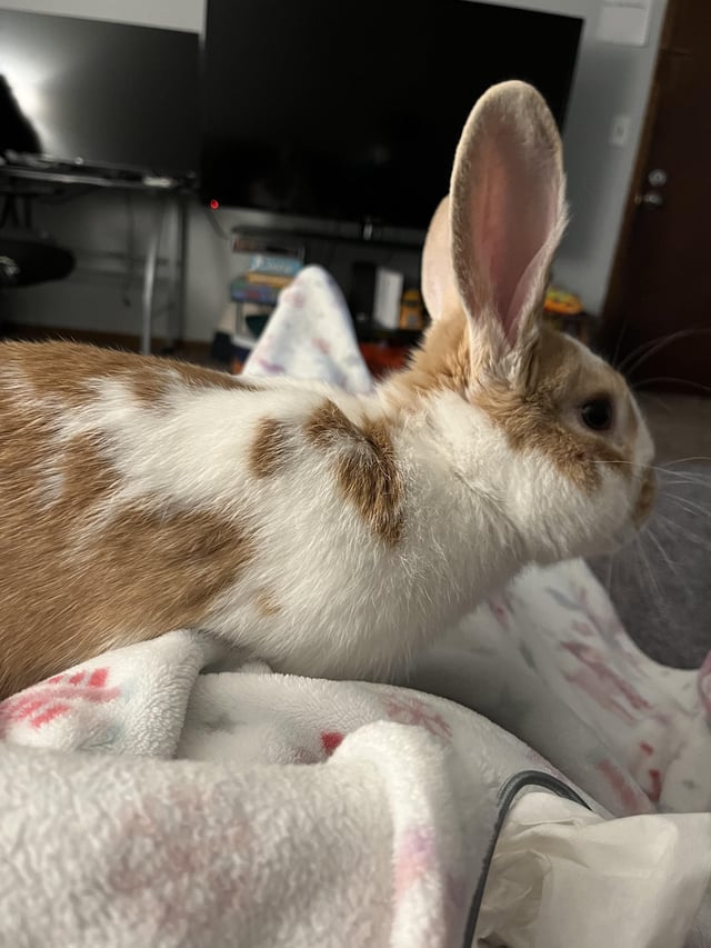 Name:  how-much-one-on-one-attention-do-rabbits-need-v0-35qbcki9fksc1.jpg
Views: 91
Size:  70.7 KB