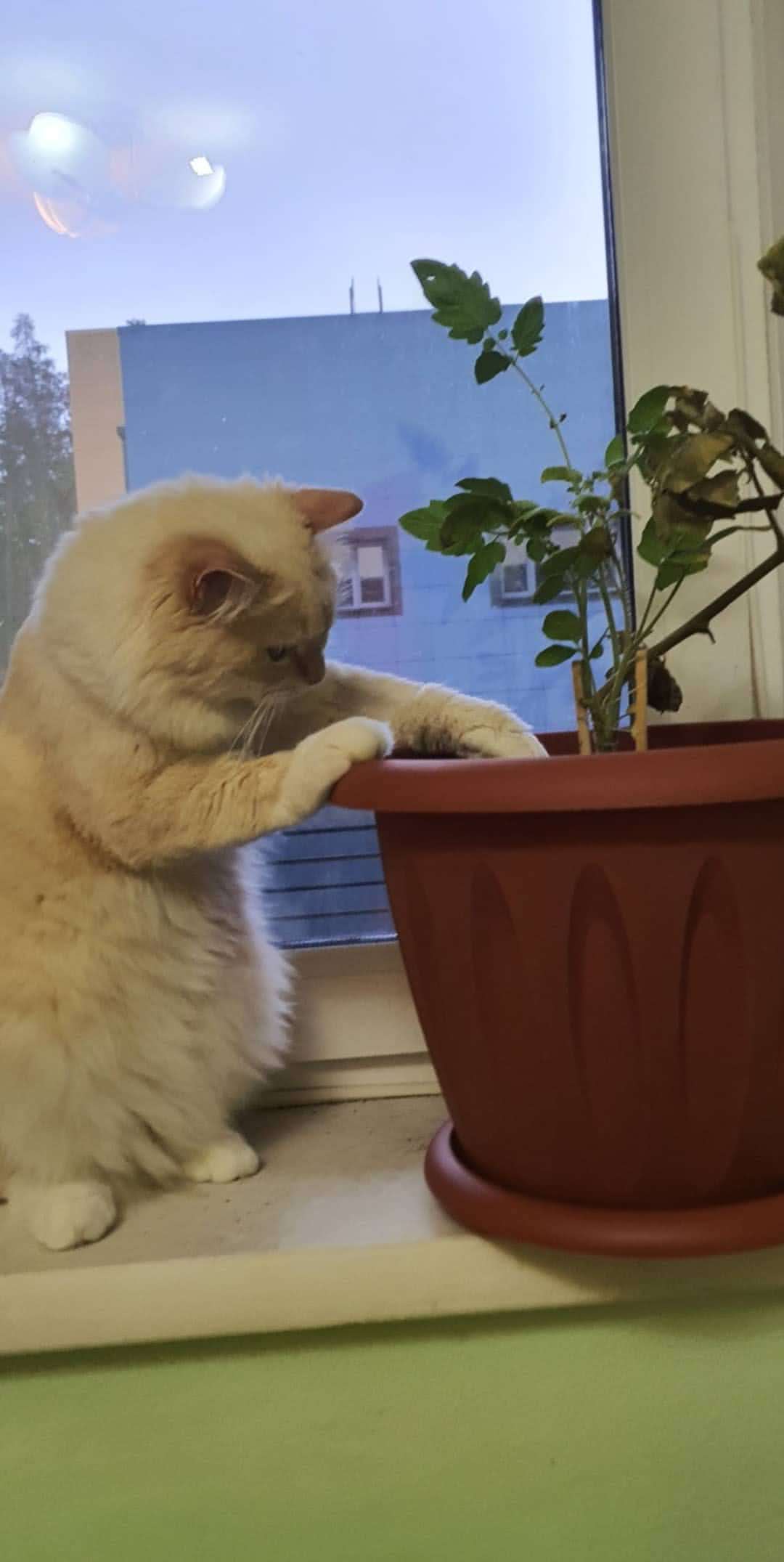 Name:  124606133_413678622977756_7437547047516089107_n.jpg
Views: 67
Size:  69.3 KB