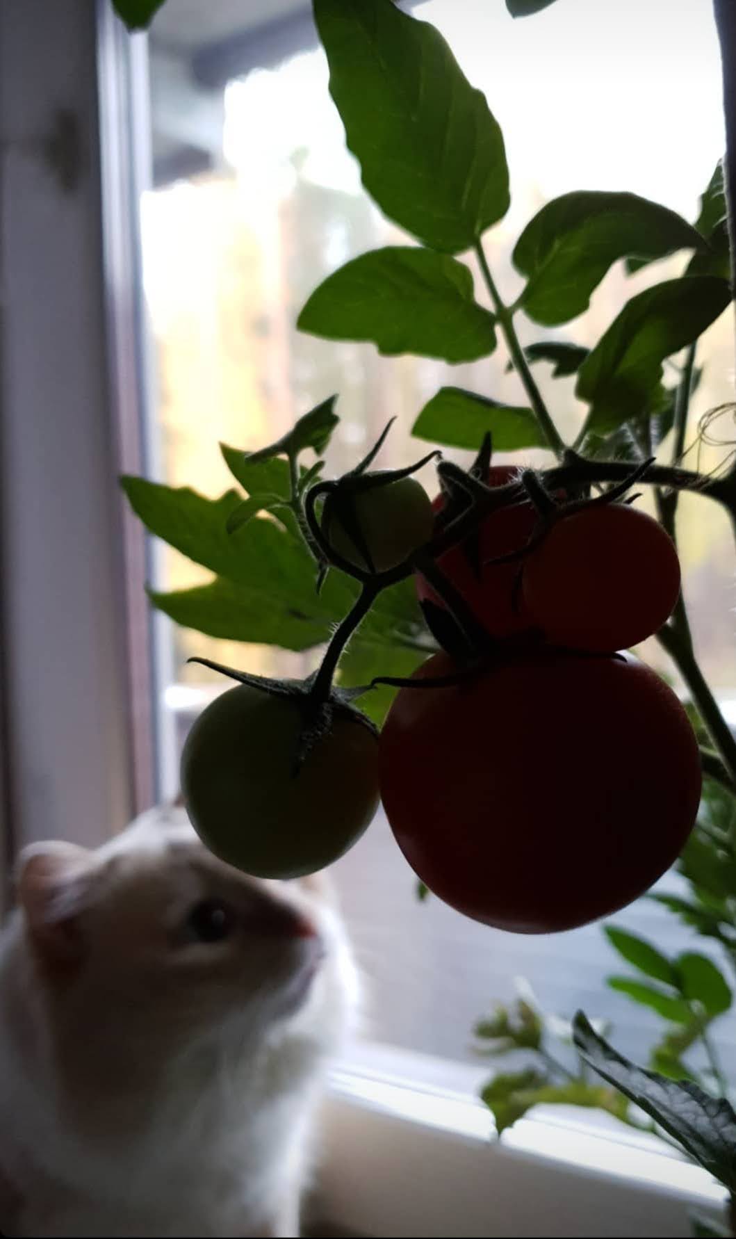 Name:  20201010_123326.jpg
Views: 68
Size:  83.9 KB