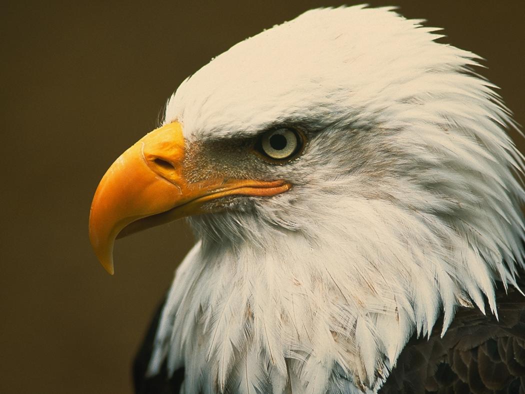 Name:  bald-eagle-closeup_4x3.jpg
Views: 84
Size:  94.3 KB