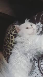 Name:  images(1).jpeg
Views: 41
Size:  5.4 KB