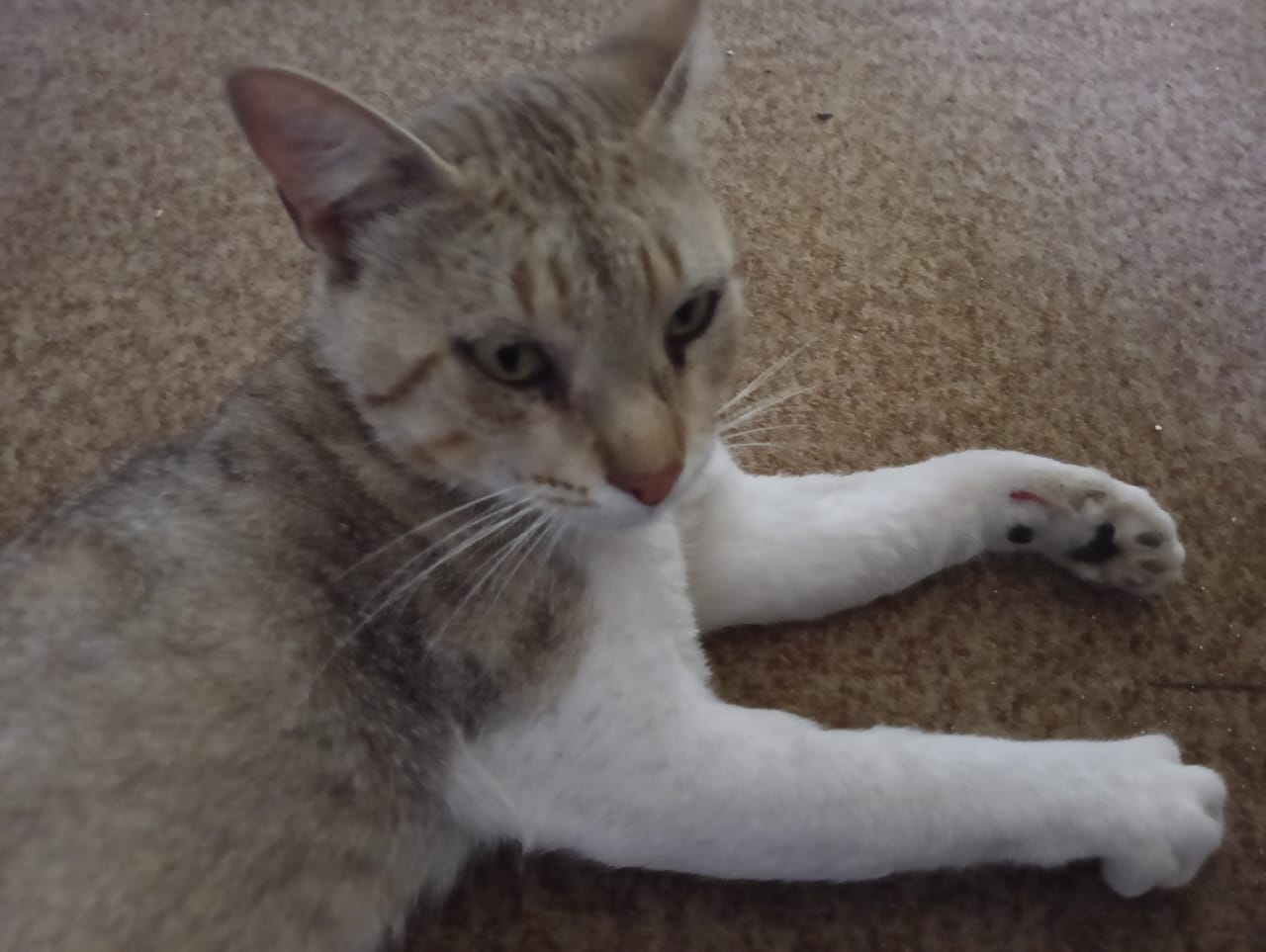 Name:  c6c44957-102e-4598-ac5b-a5ac0d6b16e9.jpg
Views: 37
Size:  83.1 KB