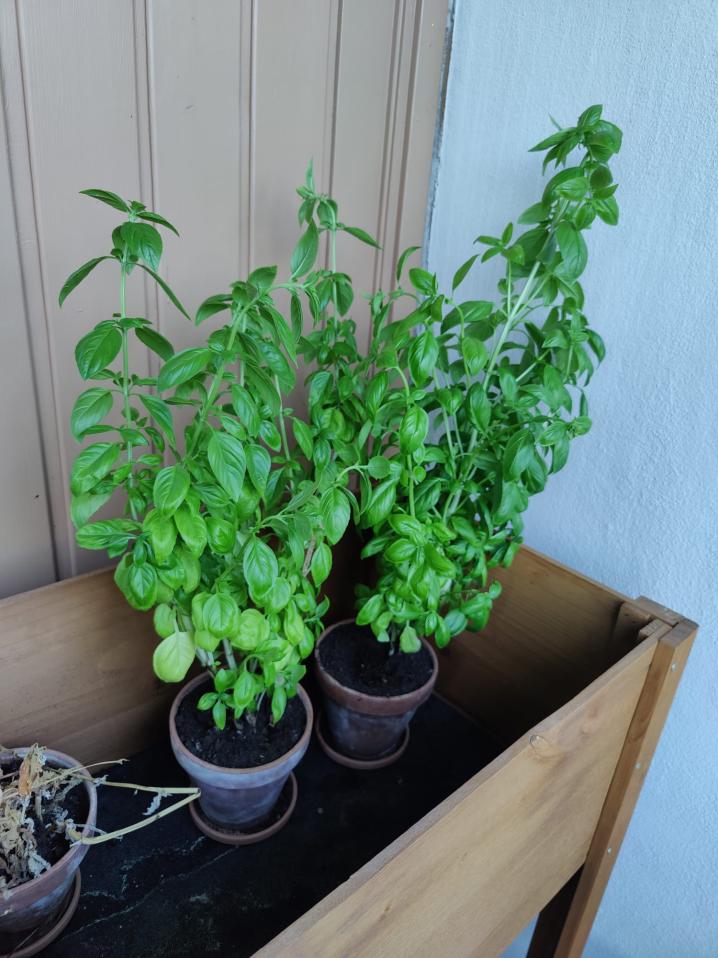 Name:  bazylia.jpg
Views: 31
Size:  92.2 KB