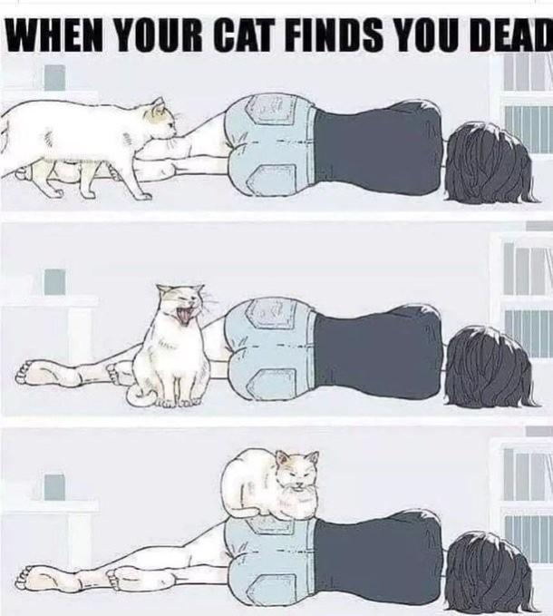 Name:  qyo94g8d.jpg
Views: 48
Size:  51.4 KB