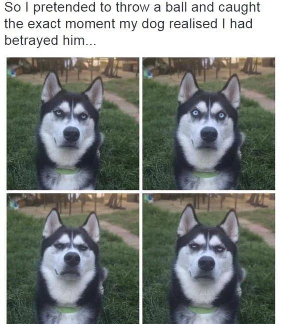 Name:  GU0_HOoW4AAkNWG.jpeg
Views: 33
Size:  65.3 KB