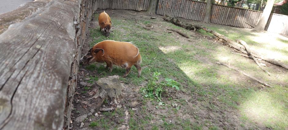 Name:  20230808_172430.jpg
Views: 27
Size:  97.5 KB