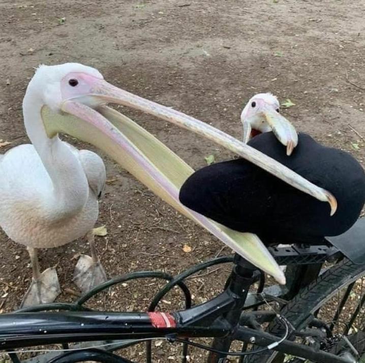 Name:  v5tlau5t.jpg
Views: 38
Size:  91.3 KB