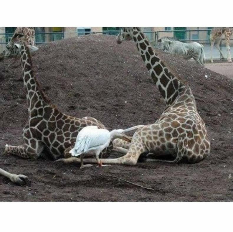 Name:  fe9qvojq.jpg
Views: 38
Size:  88.7 KB