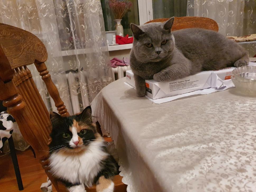 Name:  коты.jpg
Views: 219
Size:  91.6 KB