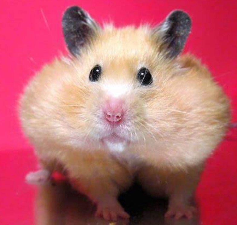 Name:  hamster.jpg
Views: 10
Size:  70.9 KB