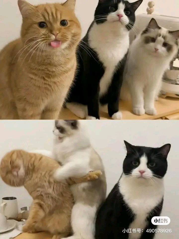 Name:  GhFs5TqXkAAaXP8.jpeg
Views: 12
Size:  71.2 KB