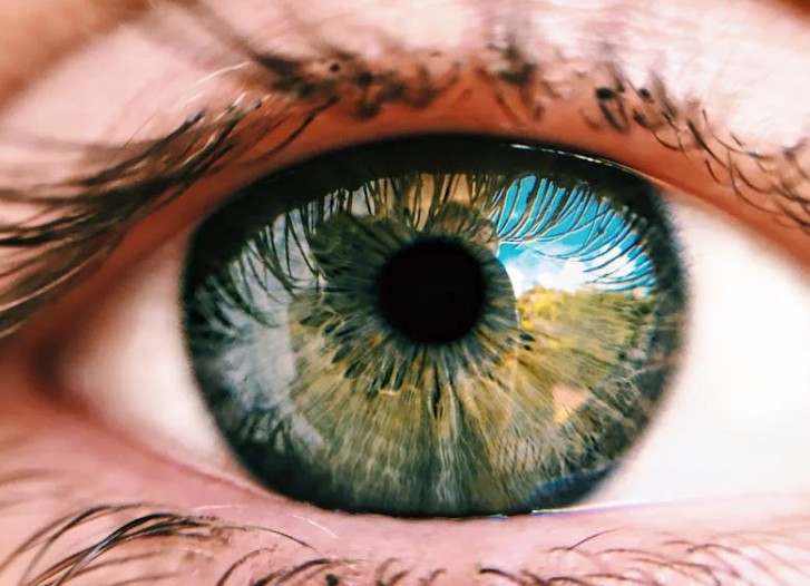 Name:  iris.jpg
Views: 38
Size:  82.6 KB