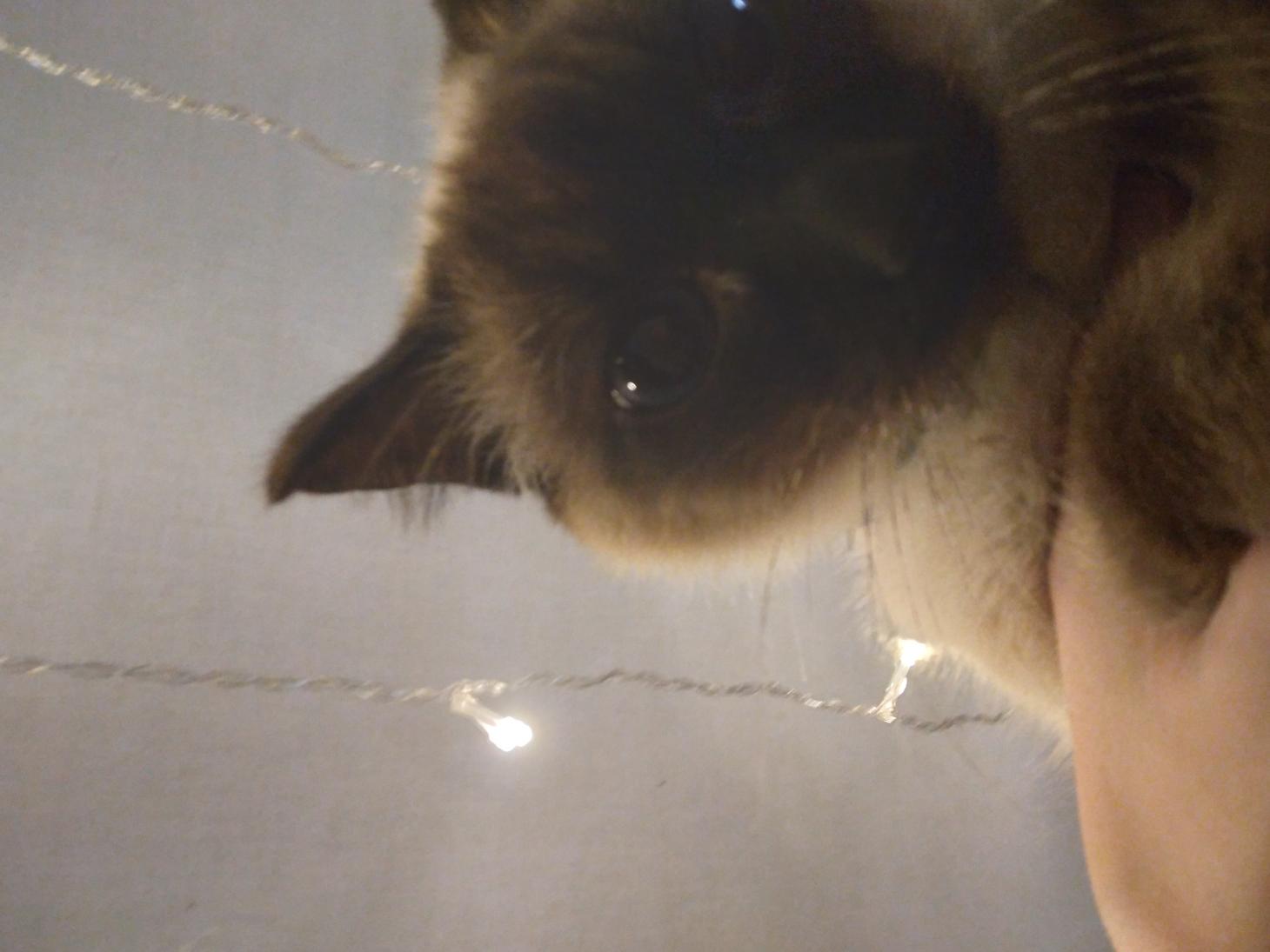 Name:  20211203_200453.jpg
Views: 187
Size:  88.9 KB