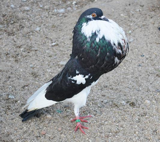 Name:  Buchon-de-Norwich.jpg
Views: 41
Size:  55.4 KB