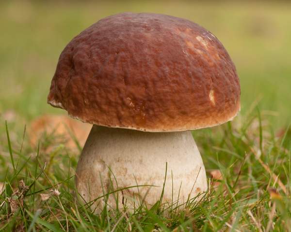 Name:  boletus-edulis9.jpg
Views: 37
Size:  44.0 KB