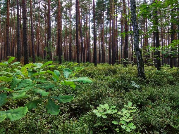 Name:  IMG_20180723_163731_HDR.jpg
Views: 41
Size:  99.6 KB