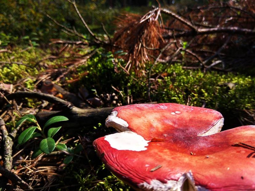 Name:  IMG_20180723_164127_HDR.jpg
Views: 41
Size:  97.8 KB