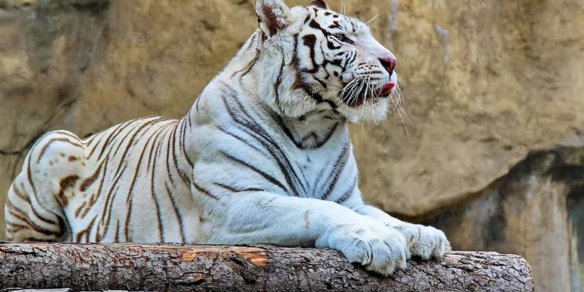 Name:  tigr-2-840x420.jpg
Views: 75
Size:  78.9 KB