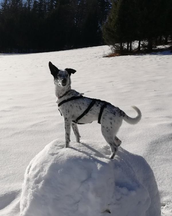 Name:  ssssssssss.jpg
Views: 72
Size:  49.5 KB