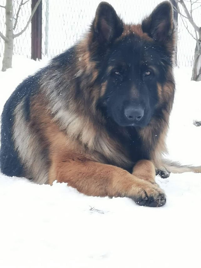 Name:  273058521_678592719841117_354516785757379088_n.jpg
Views: 121
Size:  65.6 KB