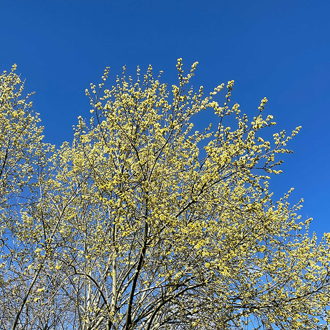 Name:  tree.jpg
Views: 148
Size:  484.3 KB