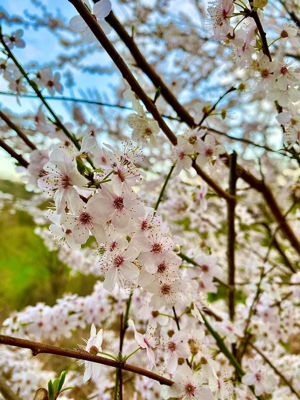 Name:  photo_2021-03-25_00-44-32.jpg
Views: 195
Size:  175.4 KB