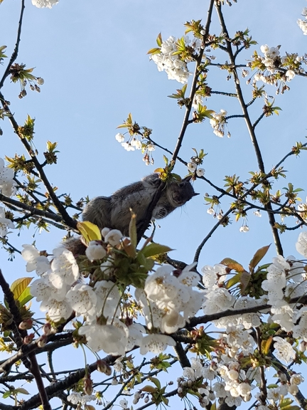 Name:  Ardillaprimavera.jpg
Views: 176
Size:  223.9 KB