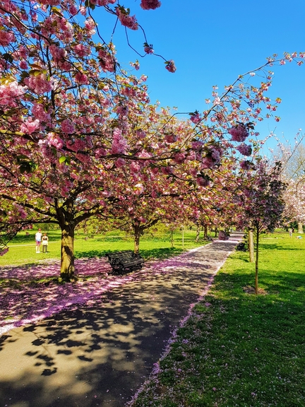 Name:  PrimaveraSpring.jpg
Views: 222
Size:  271.0 KB