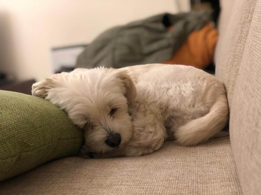 Name:  milo2 (1).jpg
Views: 29
Size:  91.2 KB